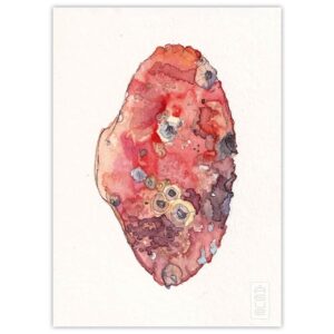 pintura acuarela ague de una cascara exoesqueleto de jaiba