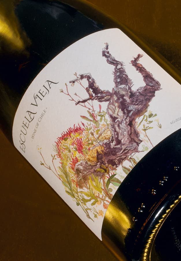 Etiqueta botella de vino, acuarela parra y flores vino escuela vieja
